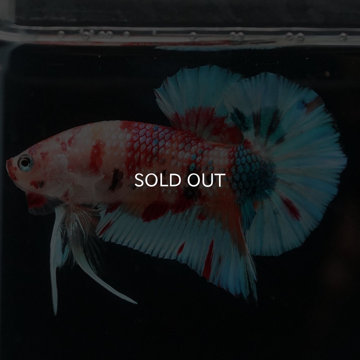 画像5: HMPK　キャンディ (5)