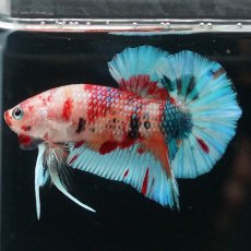 画像5: HMPK　キャンディ (5)