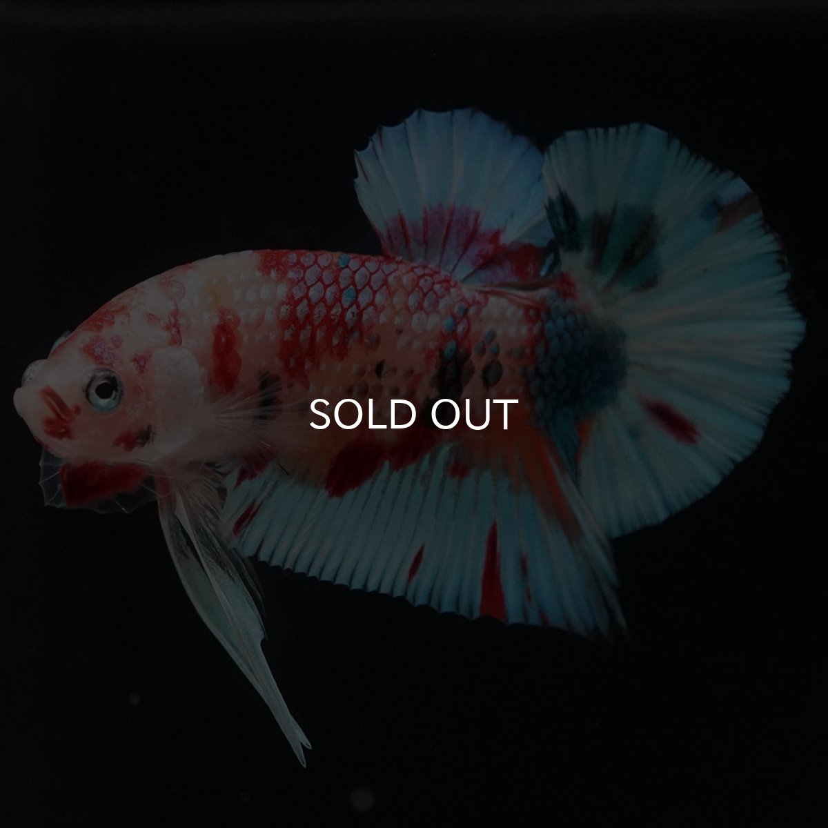 画像3: HMPK　キャンディ (3)