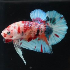 画像3: HMPK　キャンディ (3)