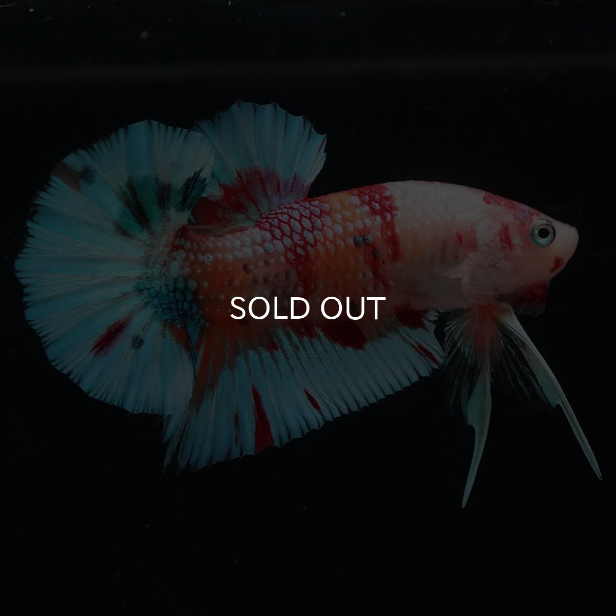 画像2: HMPK　キャンディ (2)