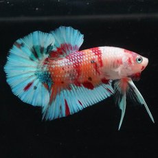 画像2: HMPK　キャンディ (2)