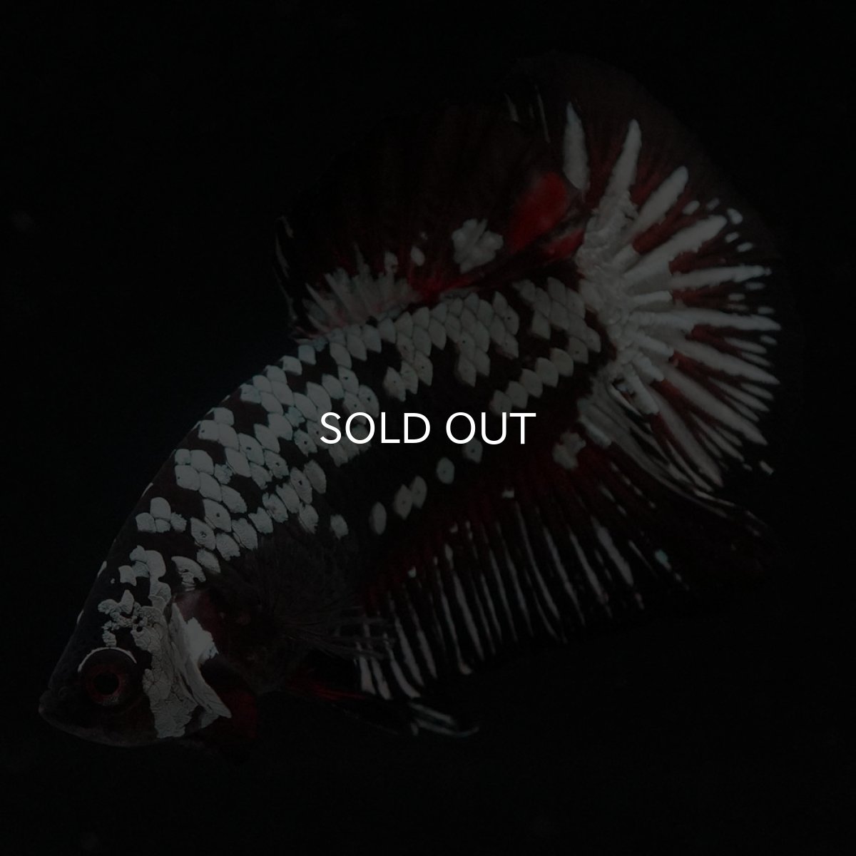 画像1: HMPK　ブラックレッドサムライ (1)