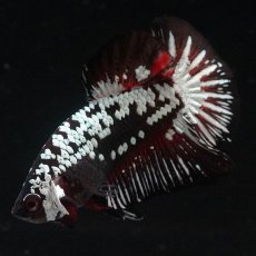 画像1: HMPK　ブラックレッドサムライ (1)