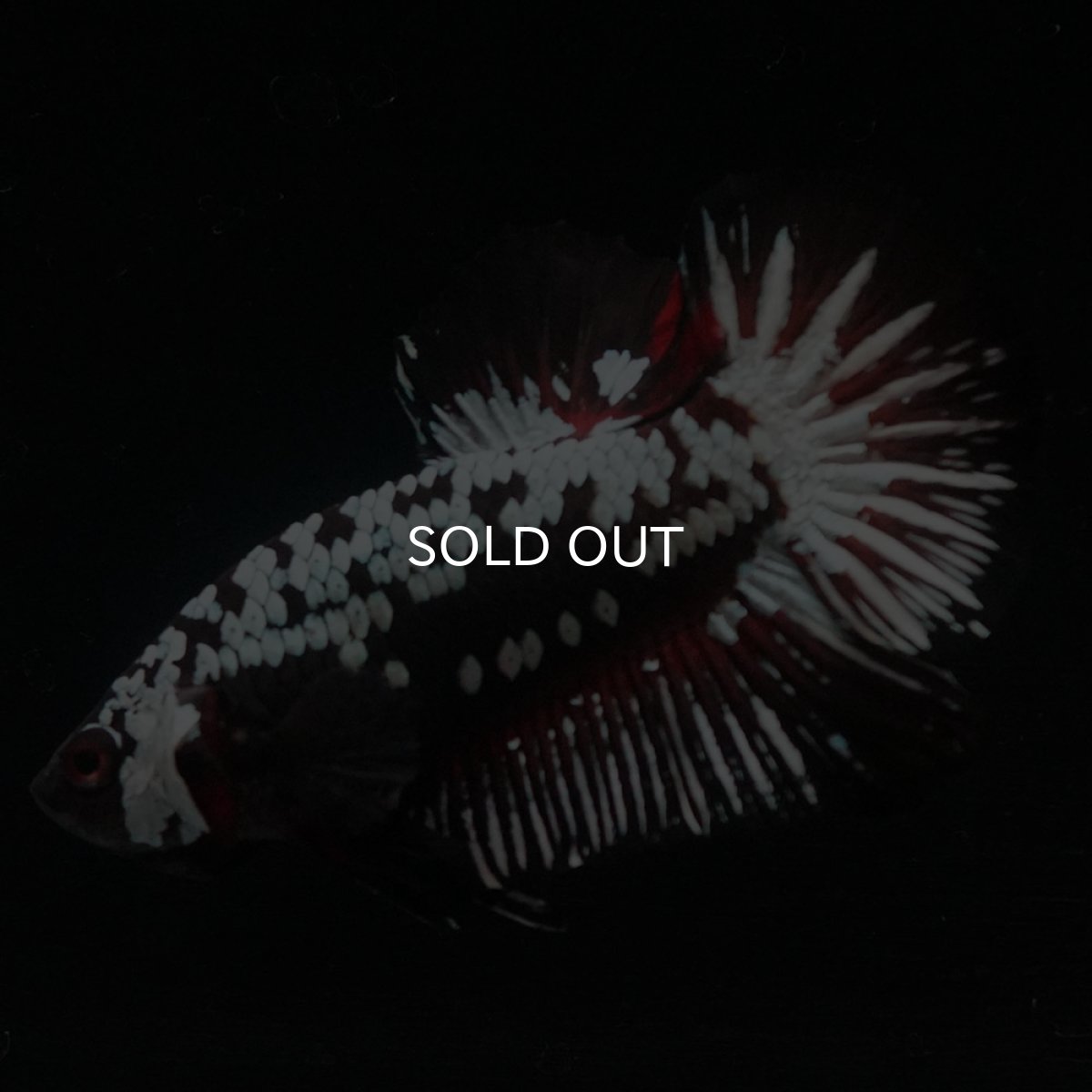 画像3: HMPK　ブラックレッドサムライ (3)