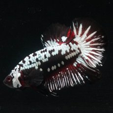 画像3: HMPK　ブラックレッドサムライ (3)