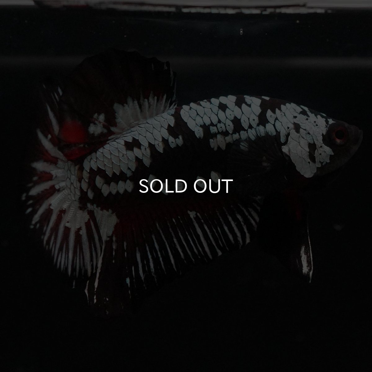 画像5: HMPK　ブラックレッドサムライ (5)