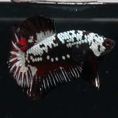 画像5: HMPK　ブラックレッドサムライ (5)