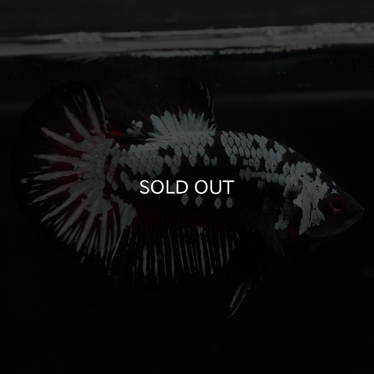 画像2: HMPK　ブラックレッドサムライ (2)