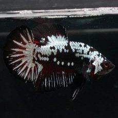 画像2: HMPK　ブラックレッドサムライ (2)