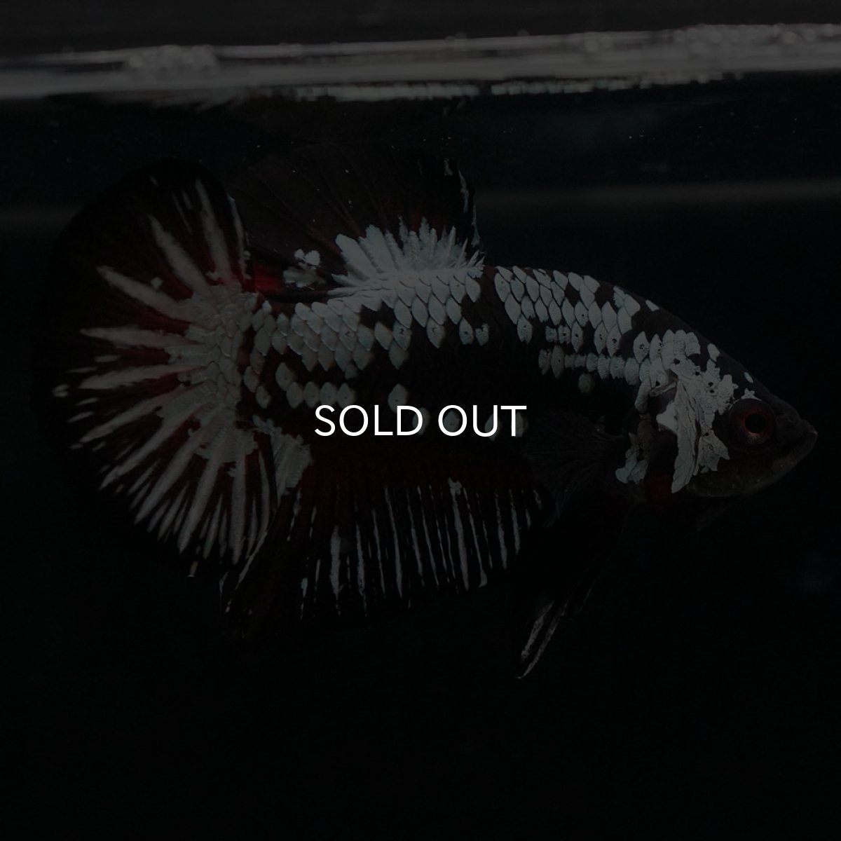 画像4: HMPK　ブラックレッドサムライ (4)