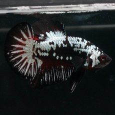 画像4: HMPK　ブラックレッドサムライ (4)