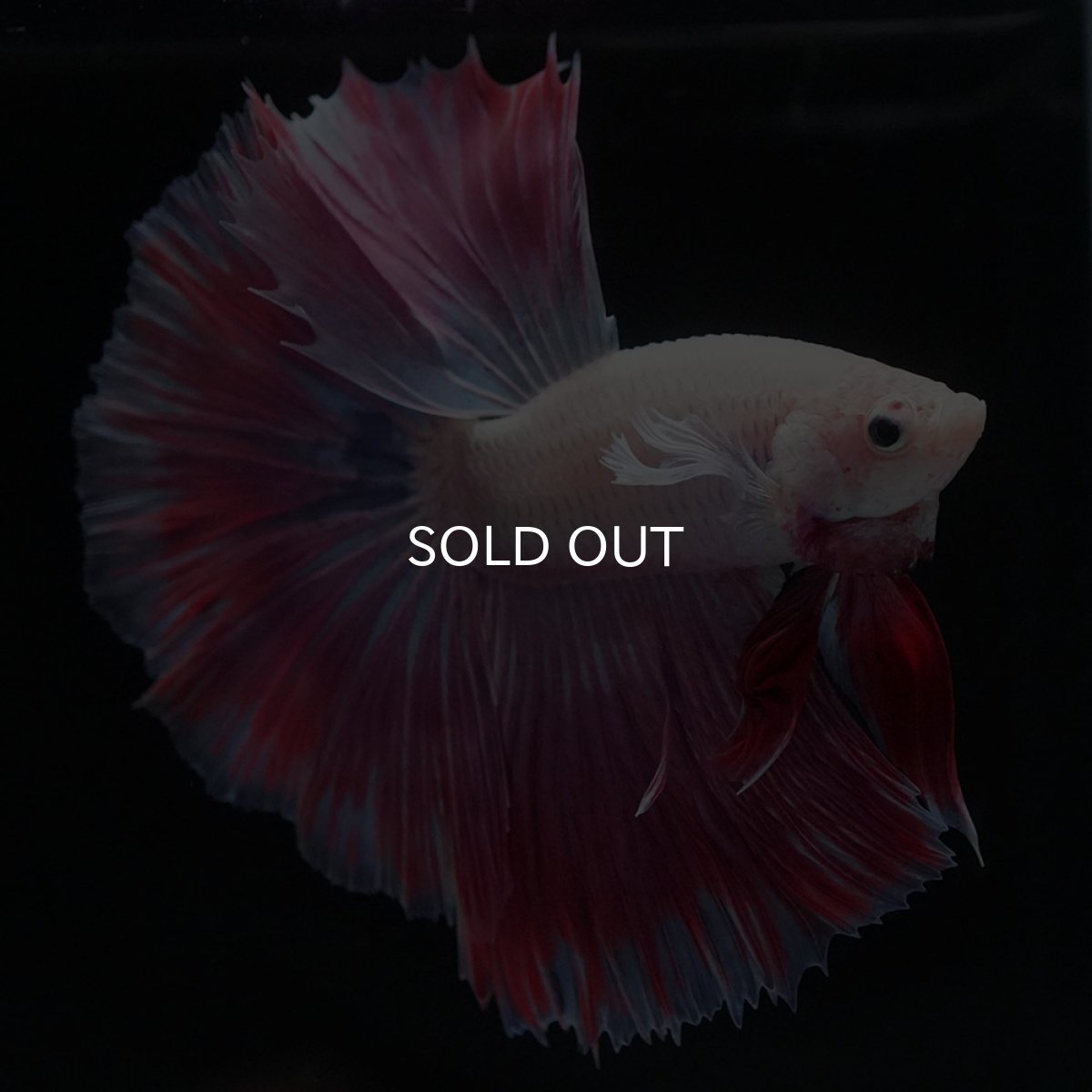 画像2: HM　ホワイトファンシー (2)