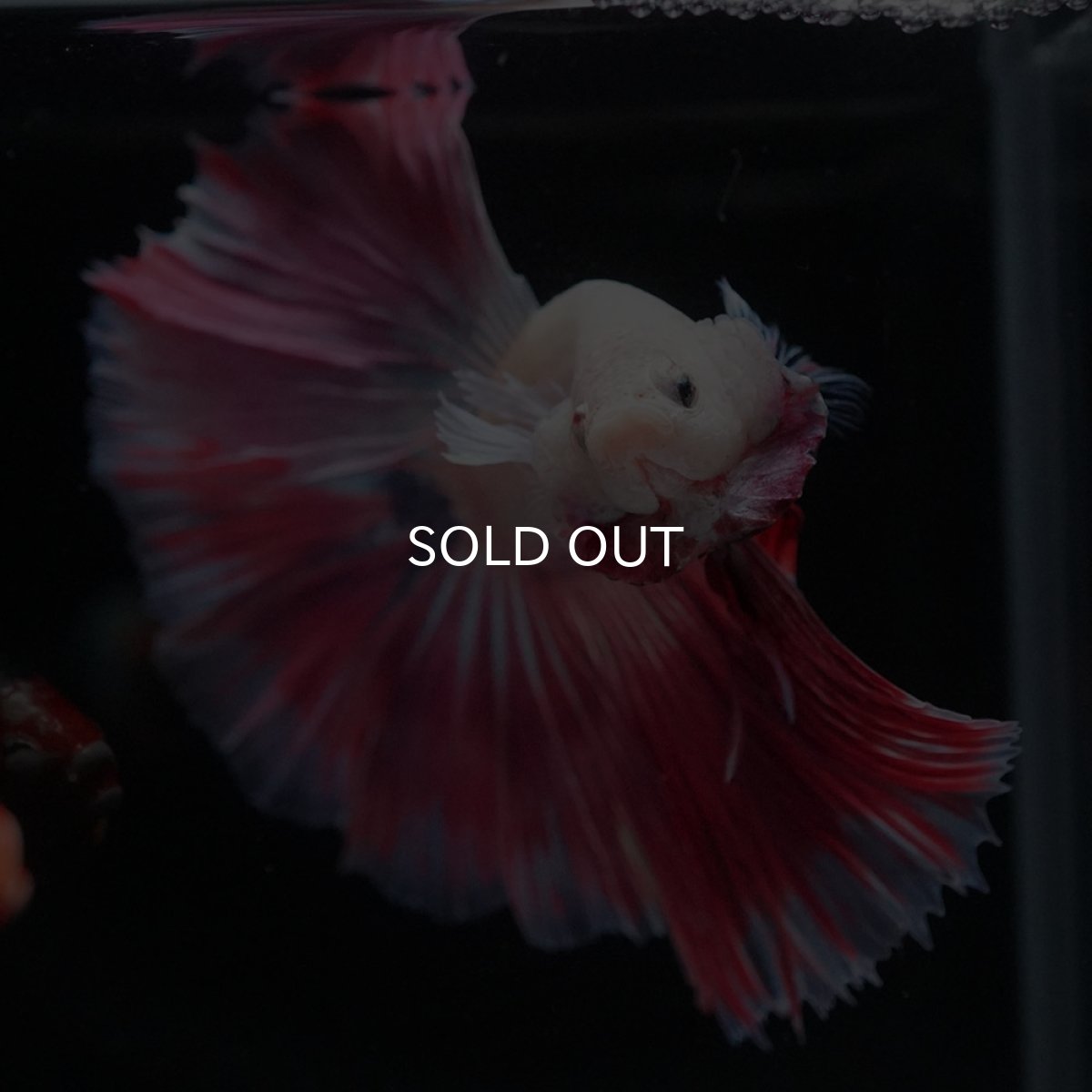 画像3: HM　ホワイトファンシー (3)