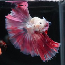 画像3: HM　ホワイトファンシー (3)