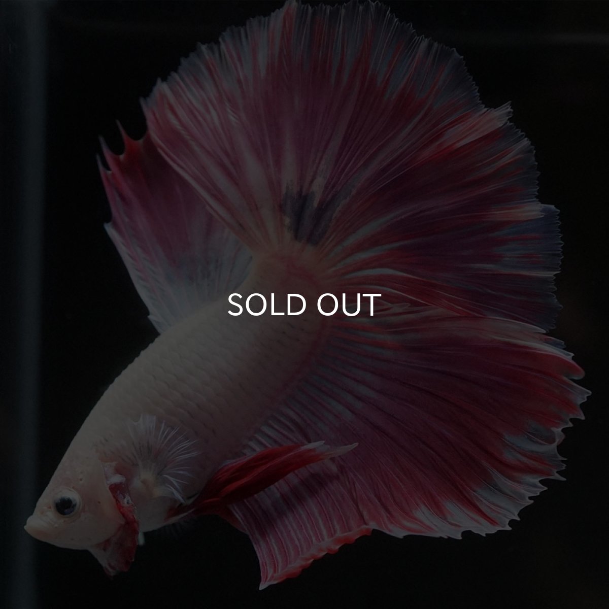 画像7: HM　ホワイトファンシー (7)