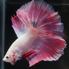 画像7: HM　ホワイトファンシー (7)