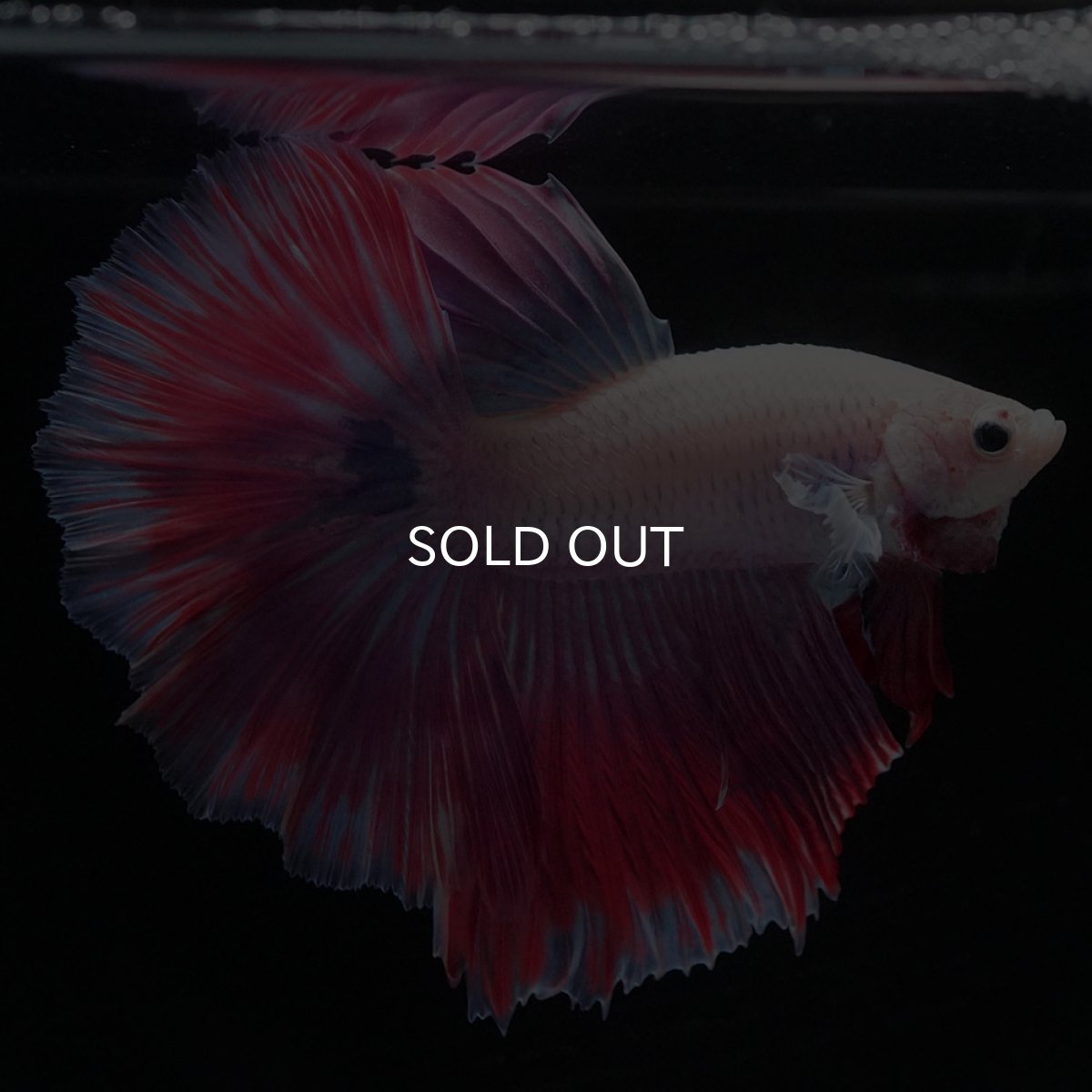 画像5: HM　ホワイトファンシー (5)