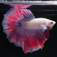 画像5: HM　ホワイトファンシー (5)