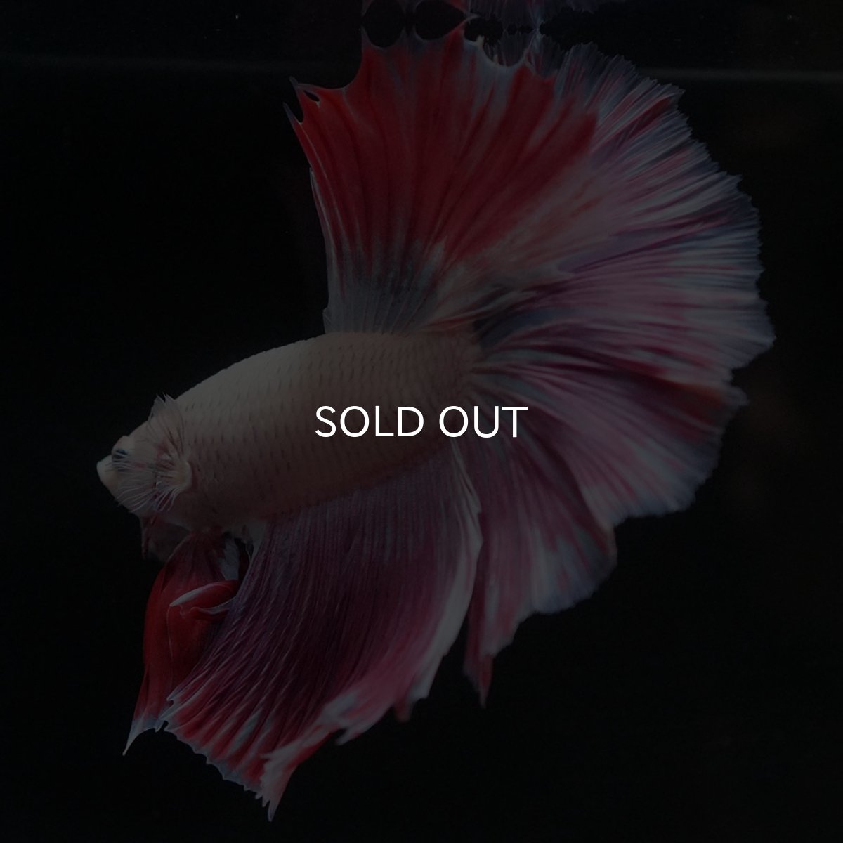 画像6: HM　ホワイトファンシー (6)