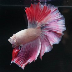 画像6: HM　ホワイトファンシー (6)