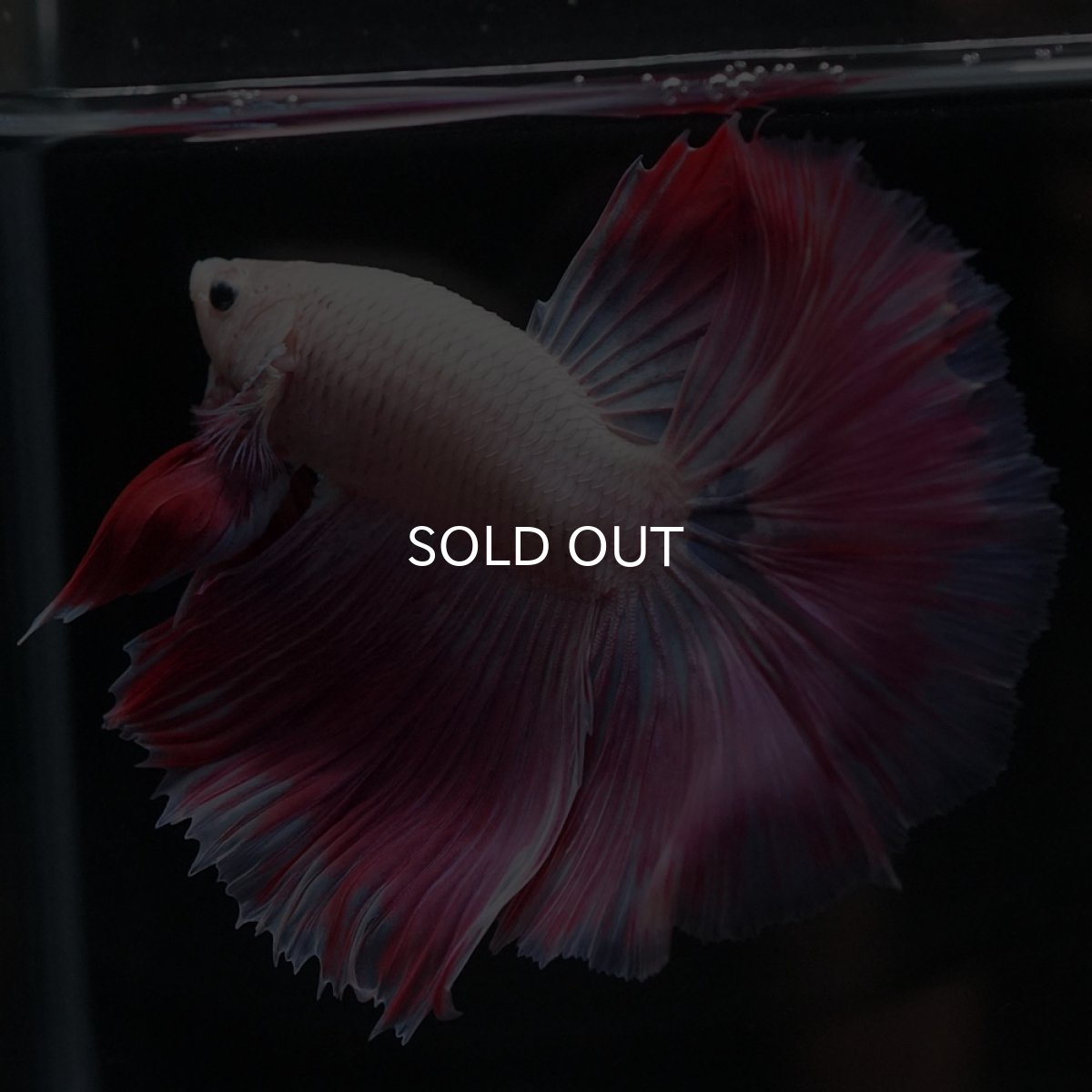 画像1: HM　ホワイトファンシー (1)