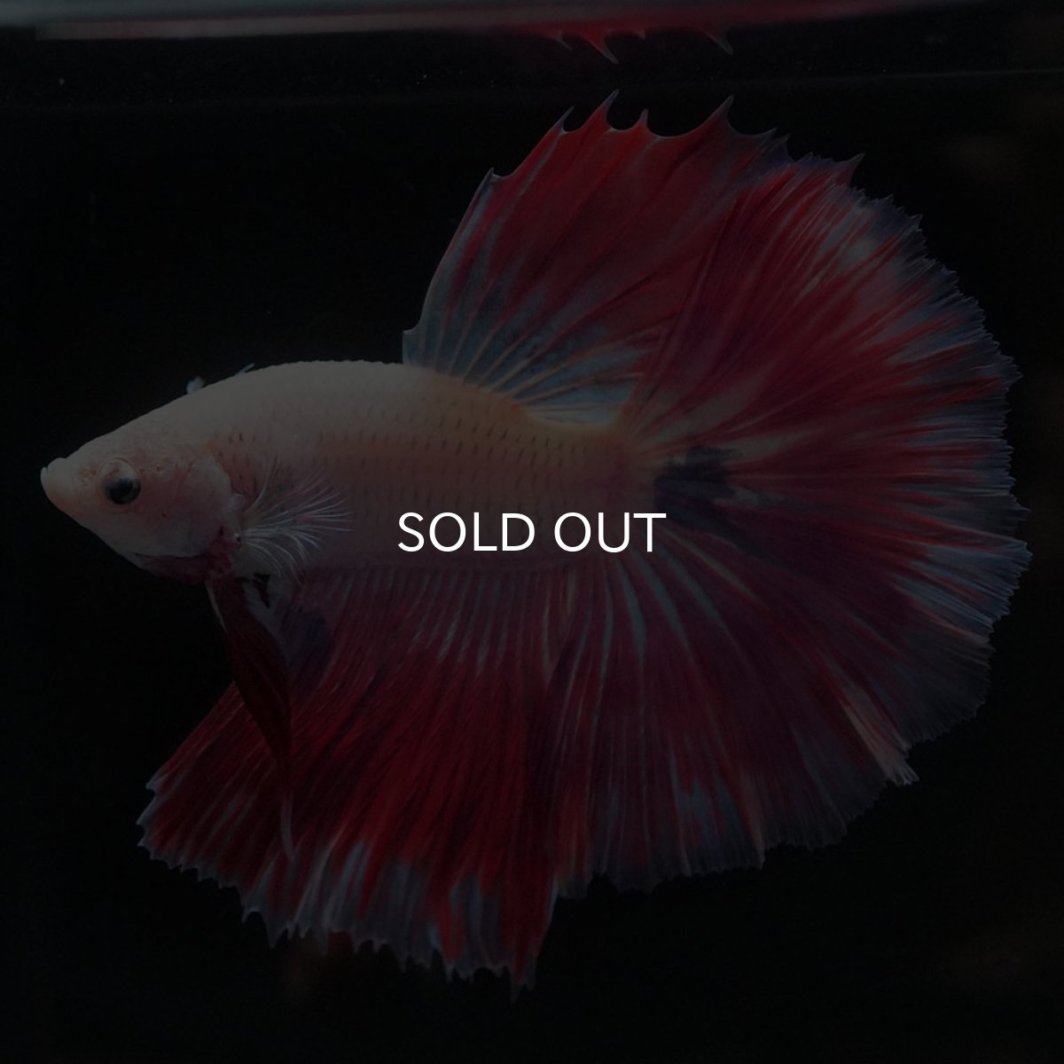 画像4: HM　ホワイトファンシー (4)