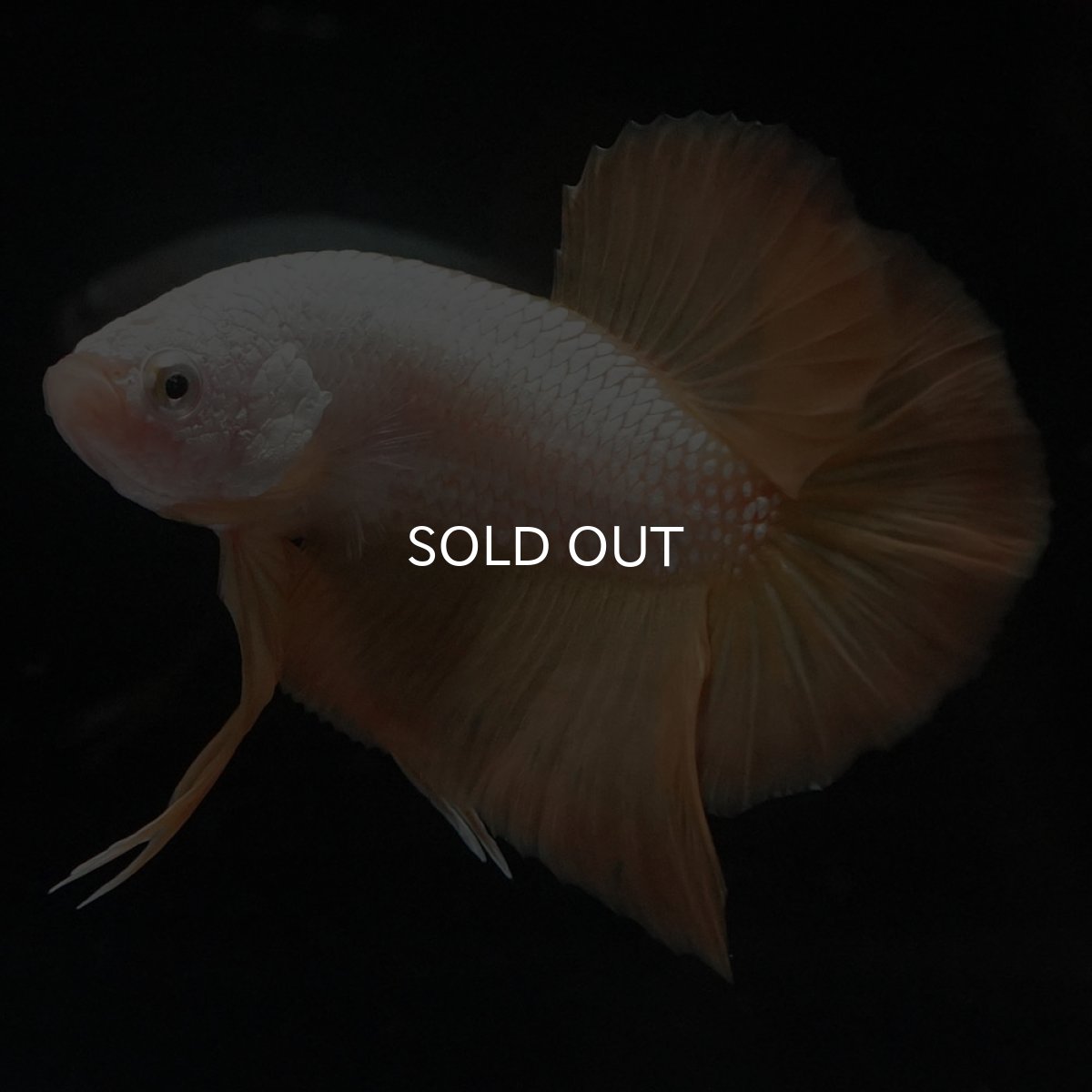 画像4: HMPK　プラチナイエロードラゴン (4)