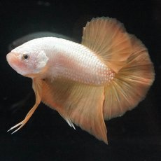 画像4: HMPK　プラチナイエロードラゴン (4)