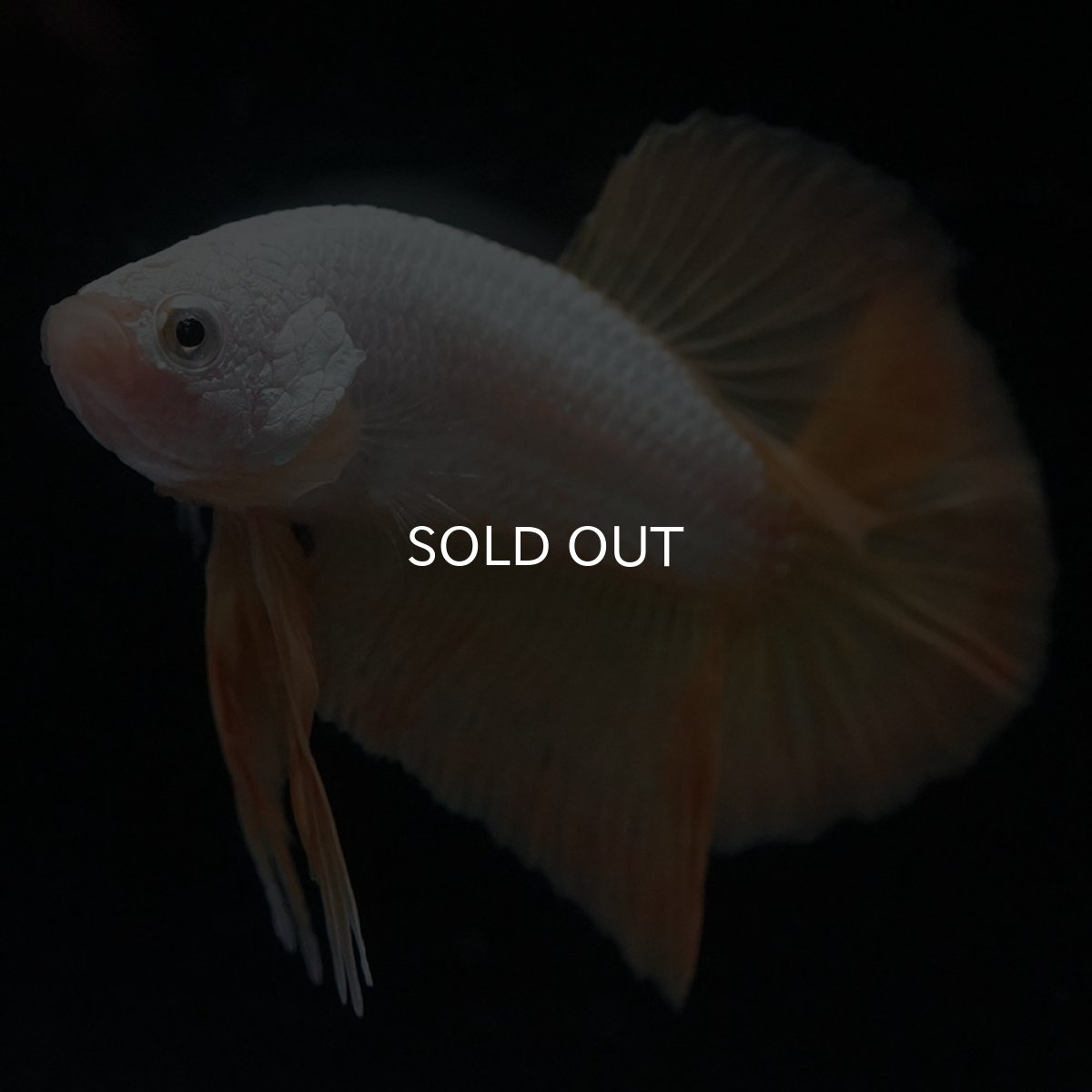 画像6: HMPK　プラチナイエロードラゴン (6)