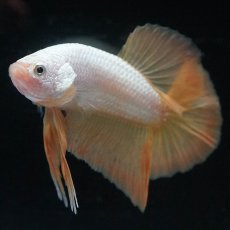 画像6: HMPK　プラチナイエロードラゴン (6)