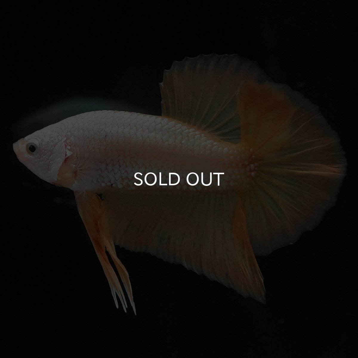 画像2: HMPK　プラチナイエロードラゴン (2)