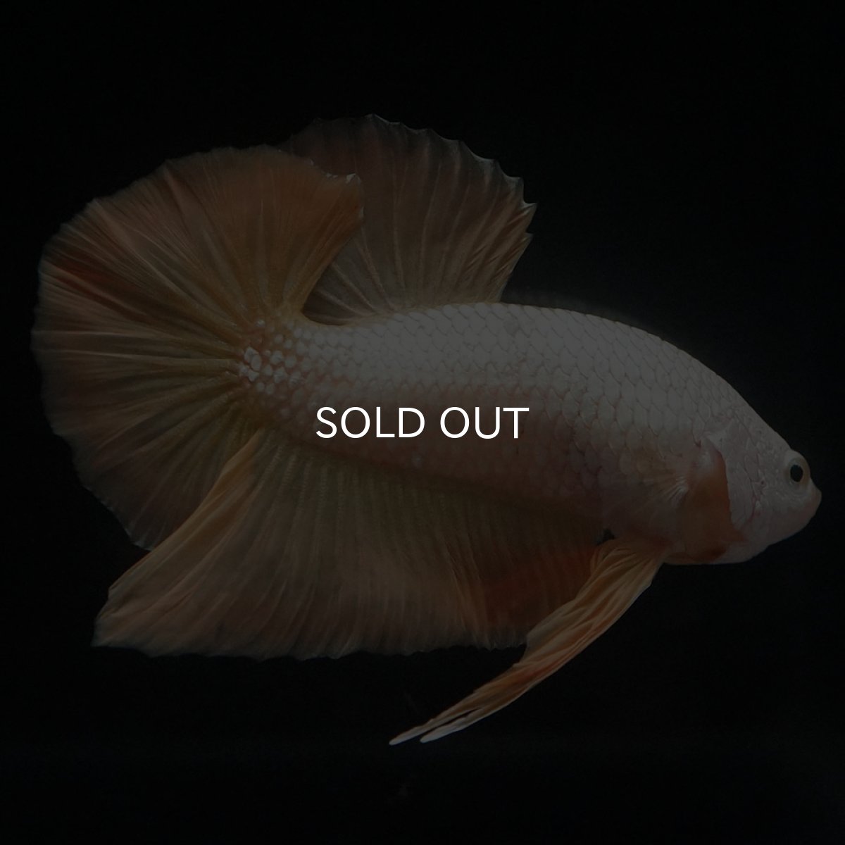 画像5: HMPK　プラチナイエロードラゴン (5)