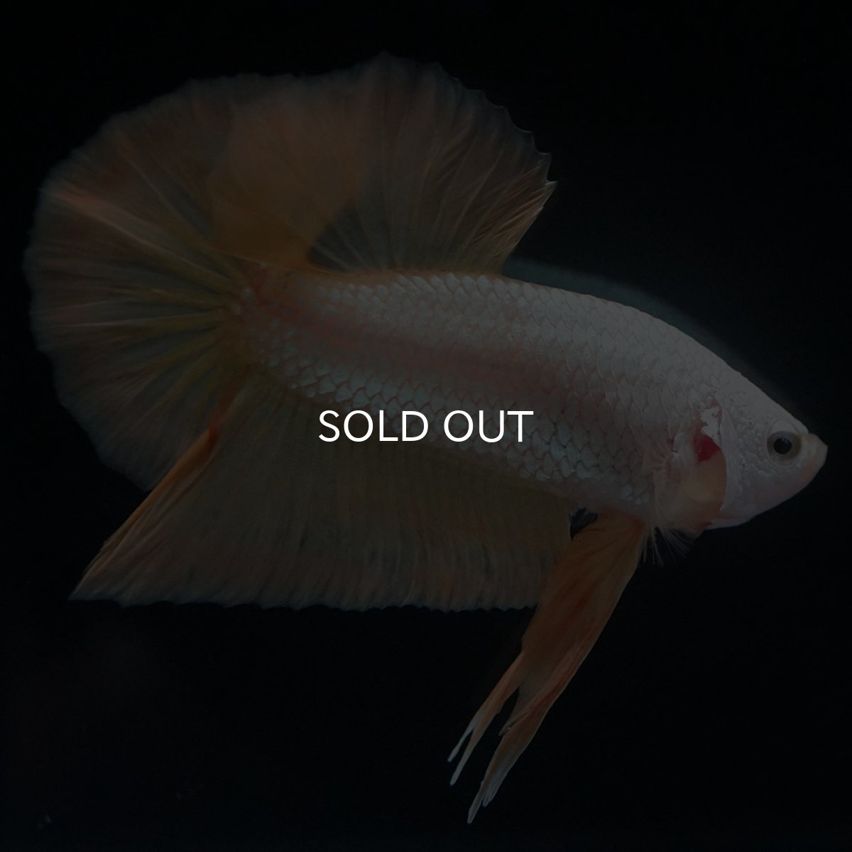 画像3: HMPK　プラチナイエロードラゴン (3)