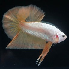 画像3: HMPK　プラチナイエロードラゴン (3)