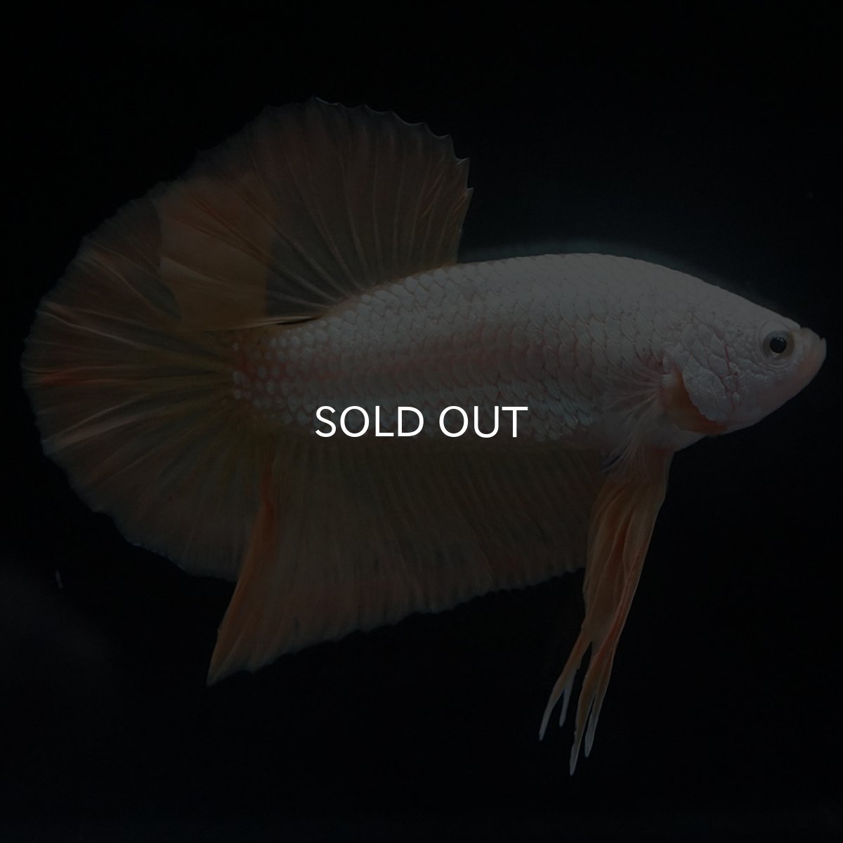 画像1: HMPK　プラチナイエロードラゴン (1)