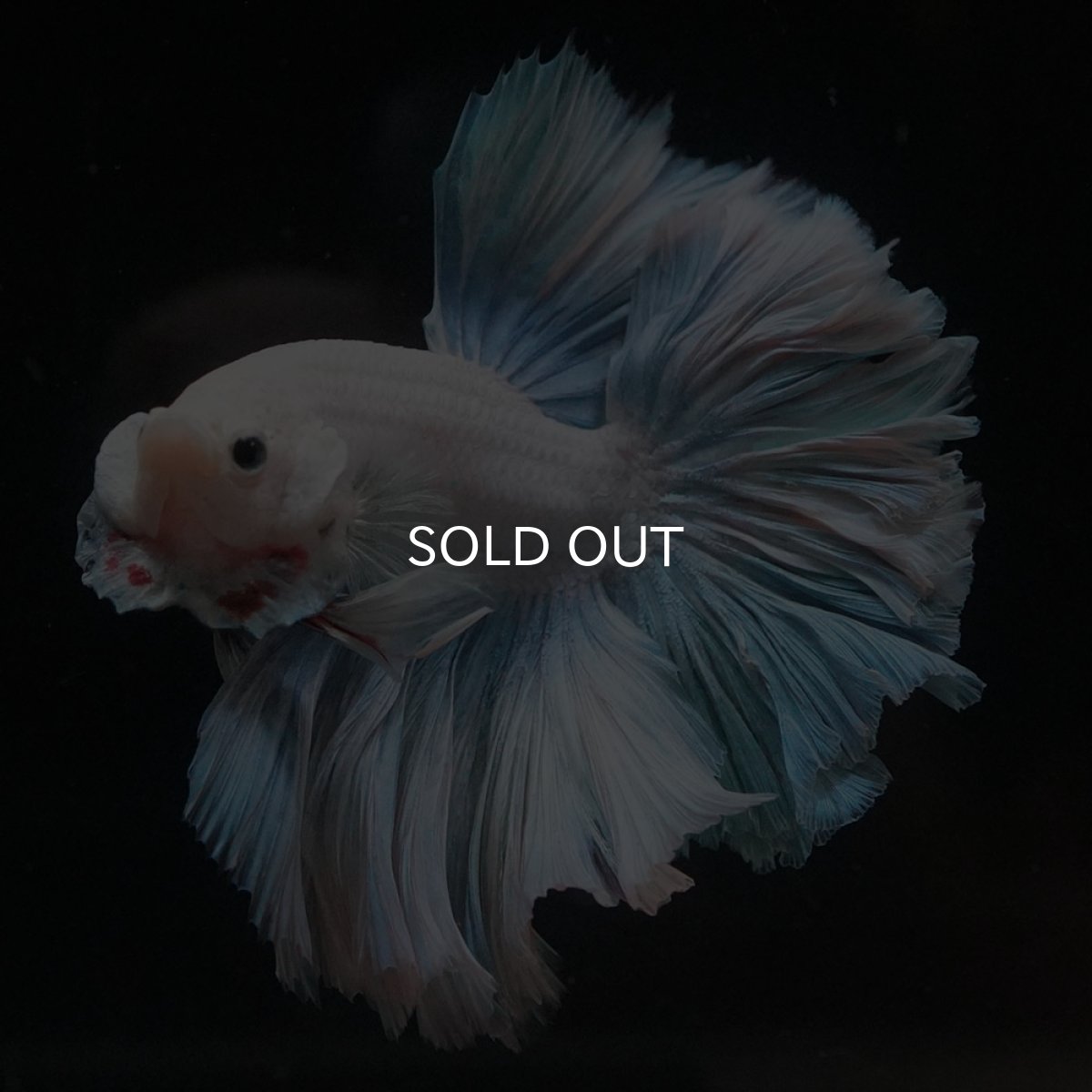 画像5: HM　ホワイトファンシー　ローズテール (5)