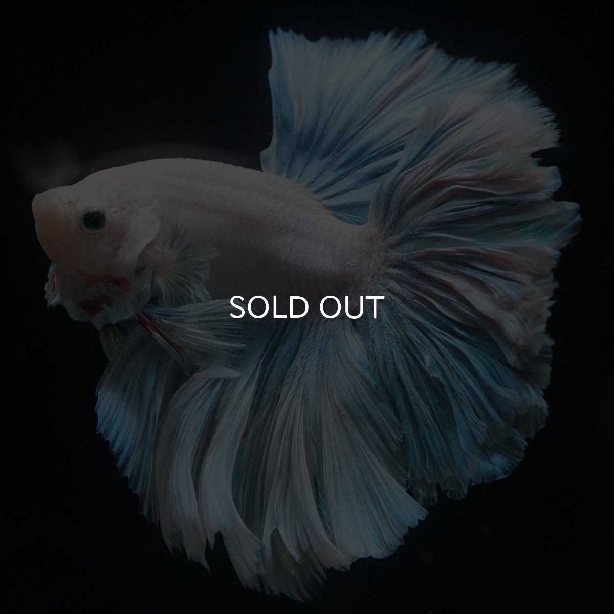 画像7: HM　ホワイトファンシー　ローズテール (7)