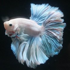 画像7: HM　ホワイトファンシー　ローズテール (7)