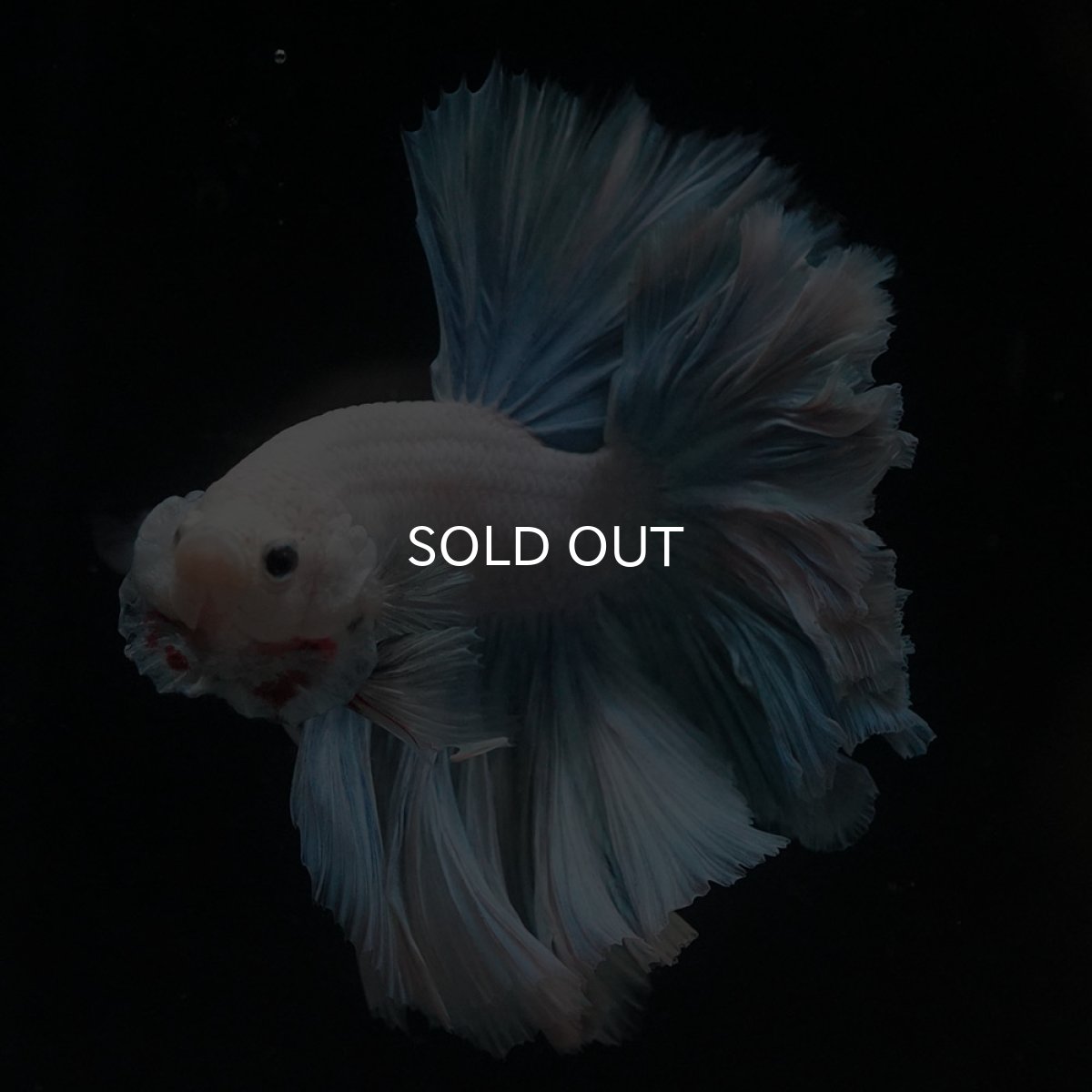 画像3: HM　ホワイトファンシー　ローズテール (3)