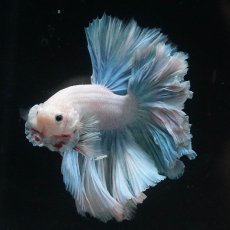 画像3: HM　ホワイトファンシー　ローズテール (3)