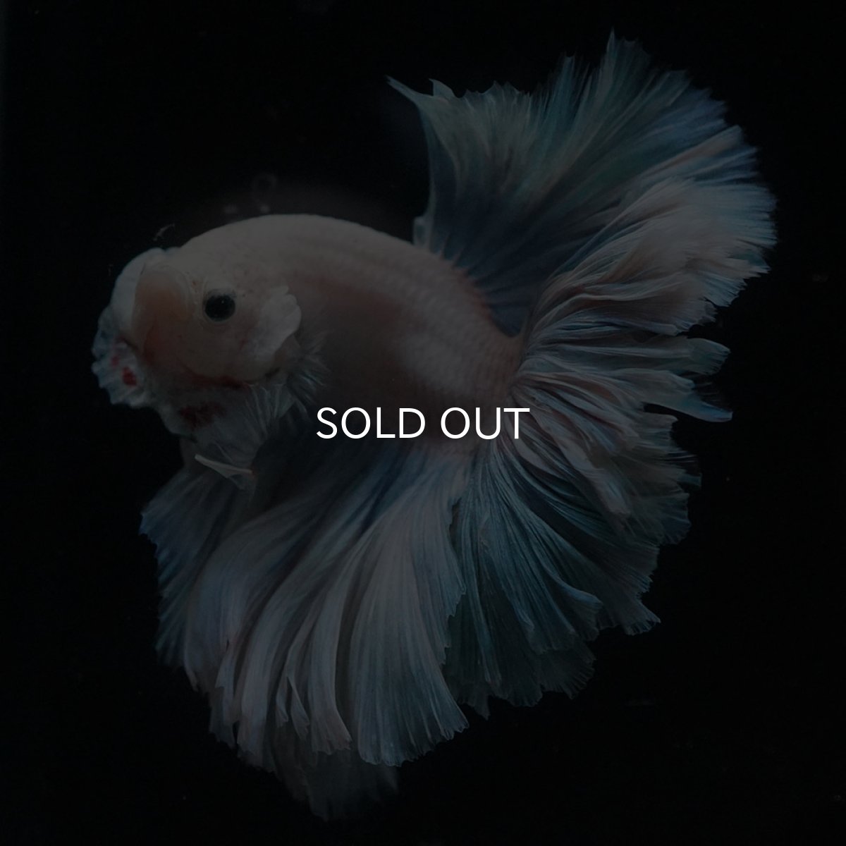 画像8: HM　ホワイトファンシー　ローズテール (8)