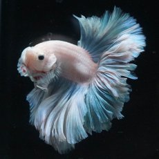 画像8: HM　ホワイトファンシー　ローズテール (8)