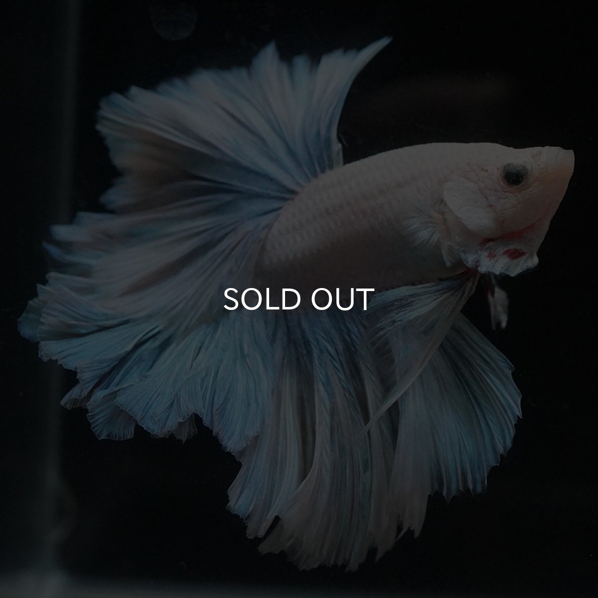 画像6: HM　ホワイトファンシー　ローズテール (6)