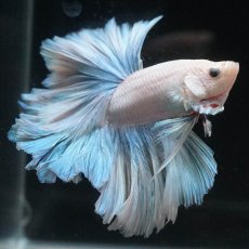 画像6: HM　ホワイトファンシー　ローズテール (6)