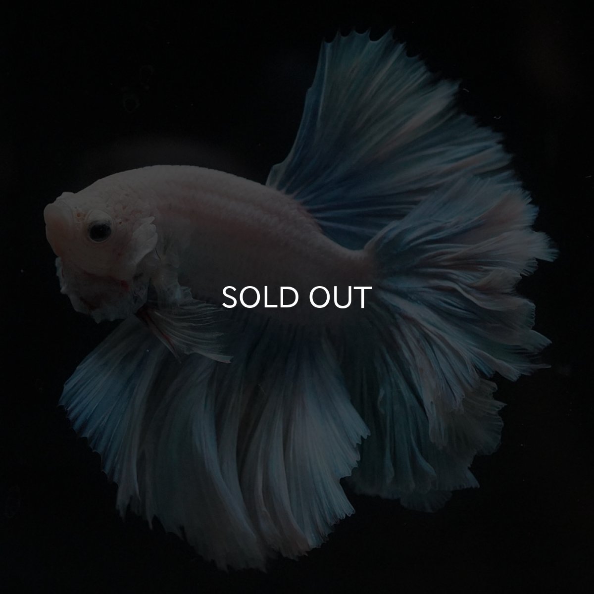 画像1: HM　ホワイトファンシー　ローズテール (1)