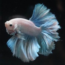 画像1: HM　ホワイトファンシー　ローズテール (1)