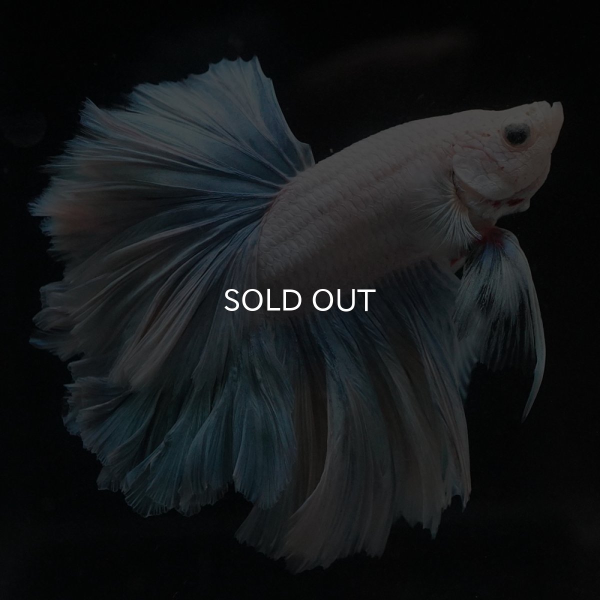 画像2: HM　ホワイトファンシー　ローズテール (2)