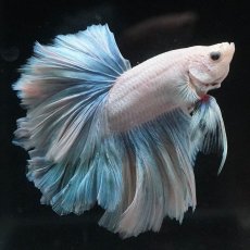 画像2: HM　ホワイトファンシー　ローズテール (2)