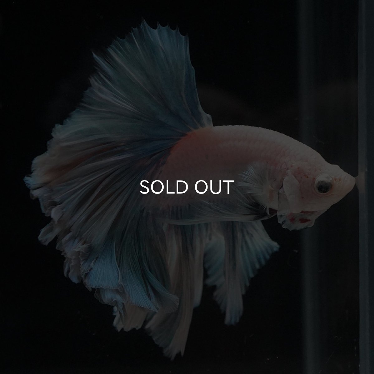 画像4: HM　ホワイトファンシー　ローズテール (4)